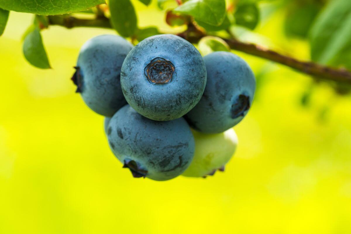 Blue Huckleberry in Montana