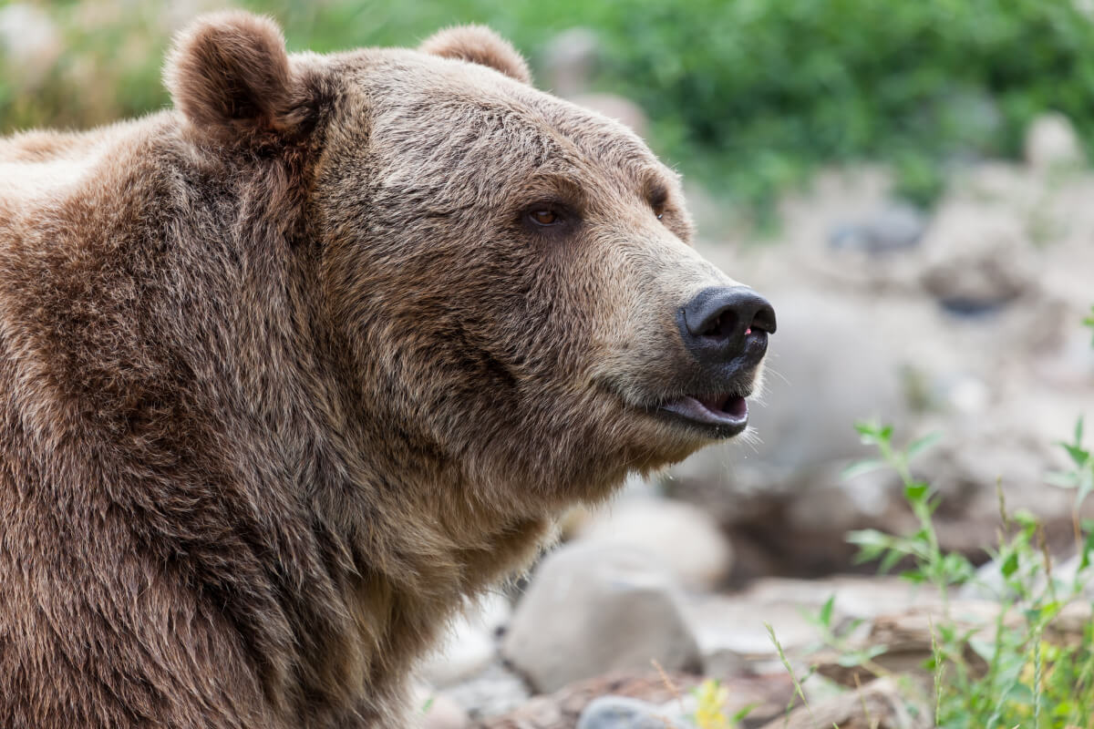 Close up Image of Montana Grizzly Bear