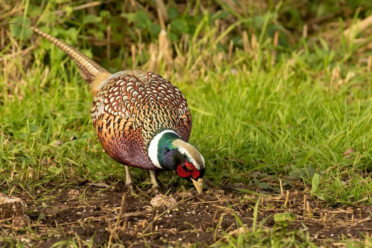 A ring-necked pheasant pecks at the soil to feed in a grassy field during the Montana upland bird hunting season.