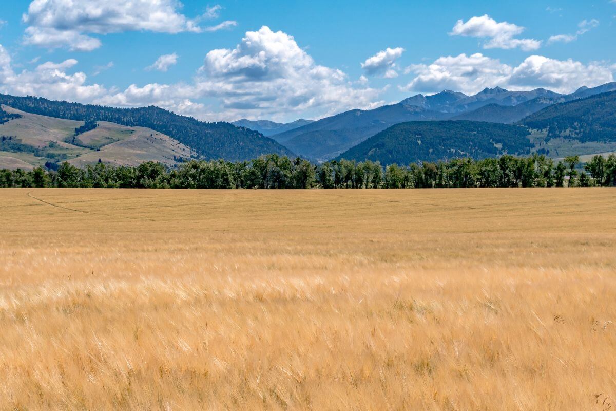 Montana Wheatfield With Mountains in the Background