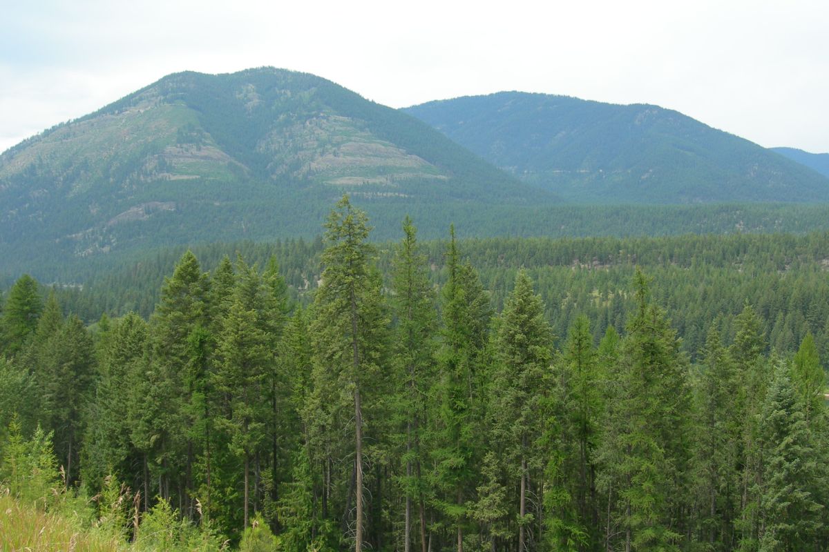 A mountain range in the distance, with a forest of Montana trees.