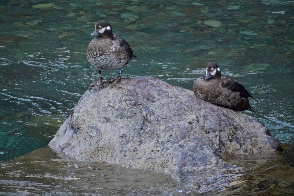 Hunters spot two ducks perched on a river rock during a duck hunting trip in Montana.
