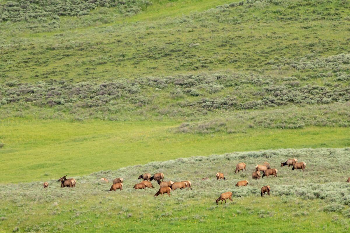 A herd of elk grazing in a grassy field during Montana shoulder season.