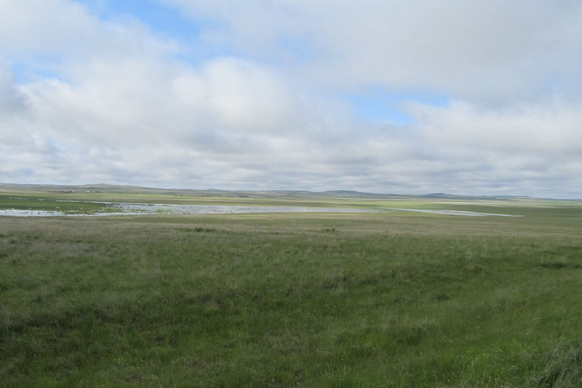 A vast open field of green grass under a cloudy sky at Benton Lake Wildlife Refuge, Montana.