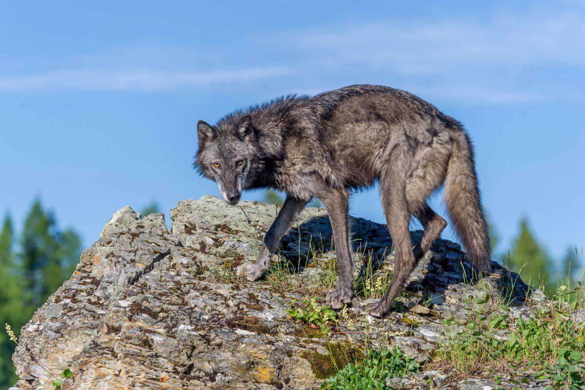 A gray wolf takes a defensive stance on top of a rock during Montana's wolf hunting season.
