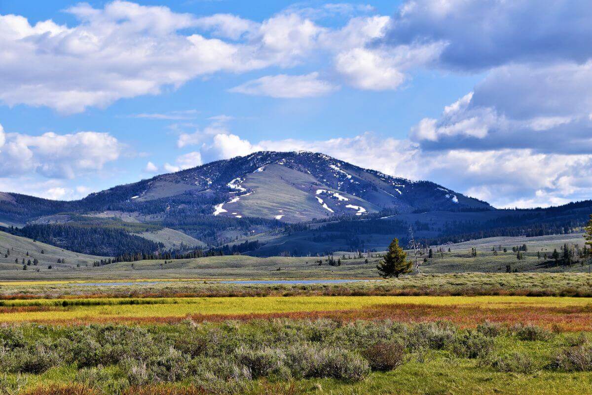 A mountain is in the background of a meadow in Montana.