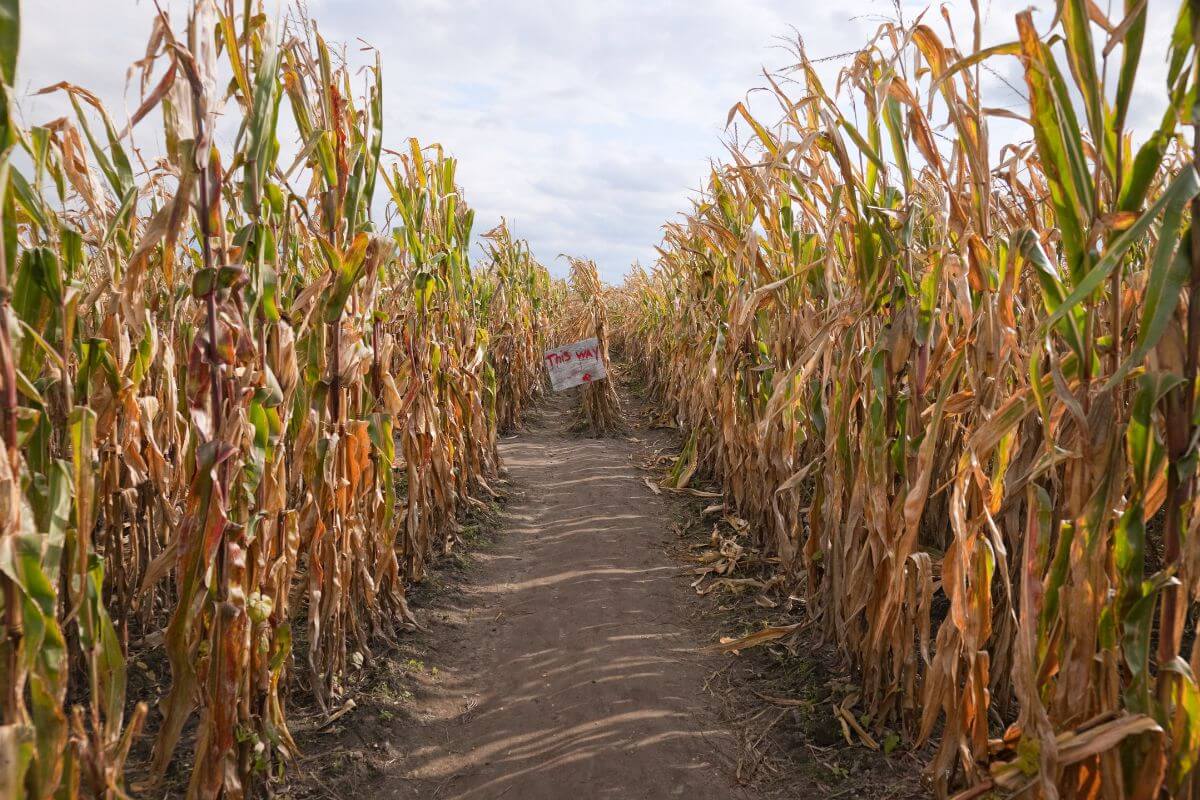 A path in one of Montana's top corn mazes leading up to a sign.
