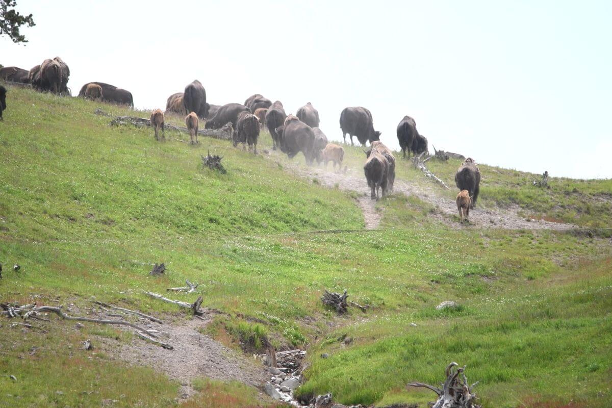 A herd of bison walks up a green hillside in one of Montana's wildlife refuges.