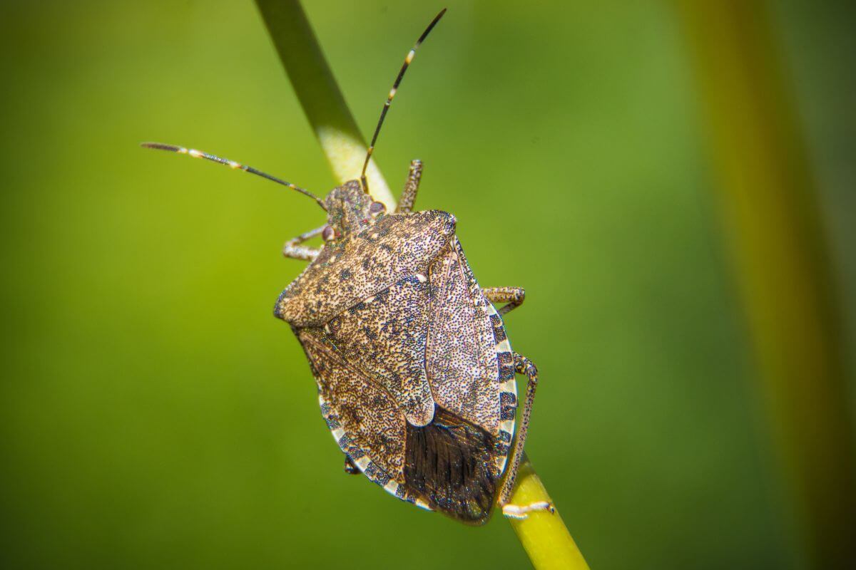 A stink bug is sitting on top of a stalk of grass in Montana.