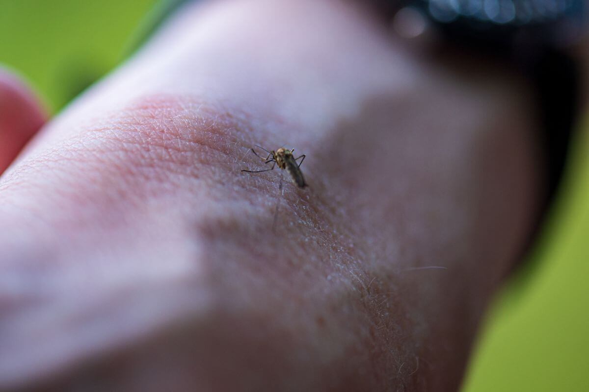 A mosquito causing bug bites on a person's wrist.