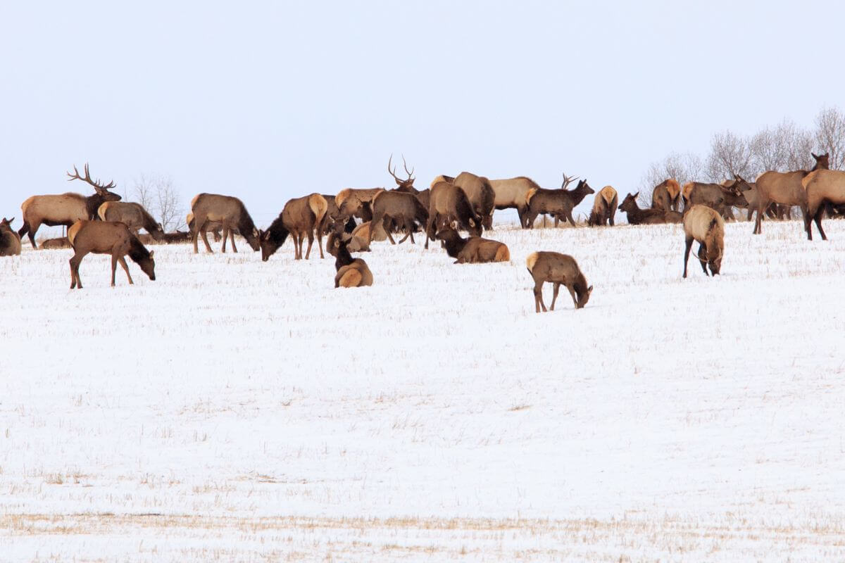 A herd of elk grazing in a snowy field in Montana