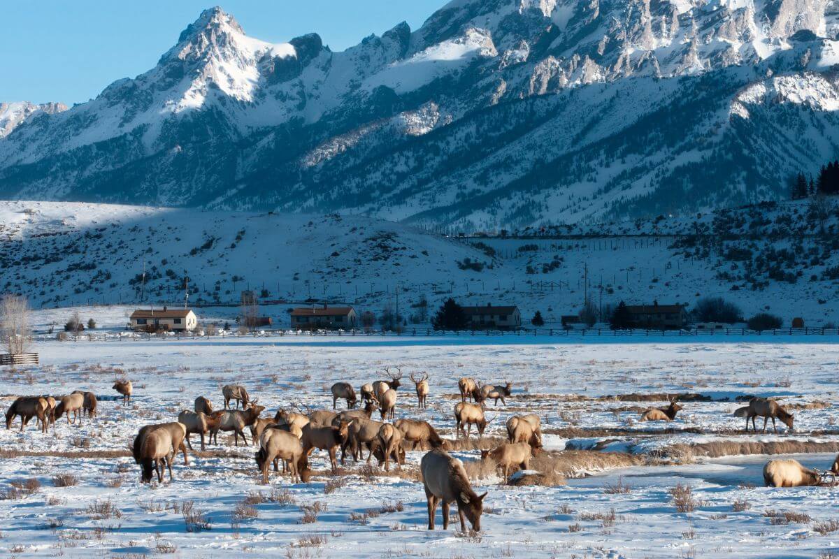 A herd of elk, common Montana winter animals, grazes in a snow-covered field with snow-capped mountains in the background.