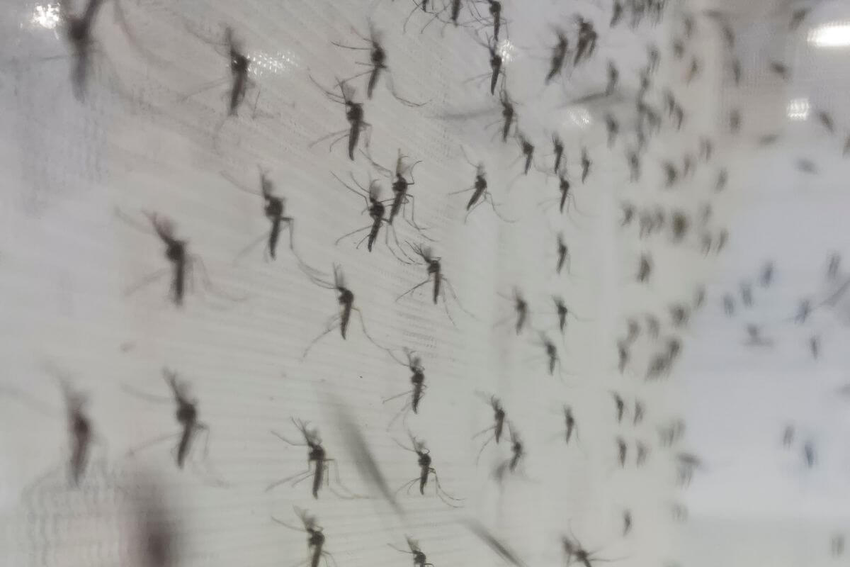 A group of mosquitoes are hanging on a wall in Montana