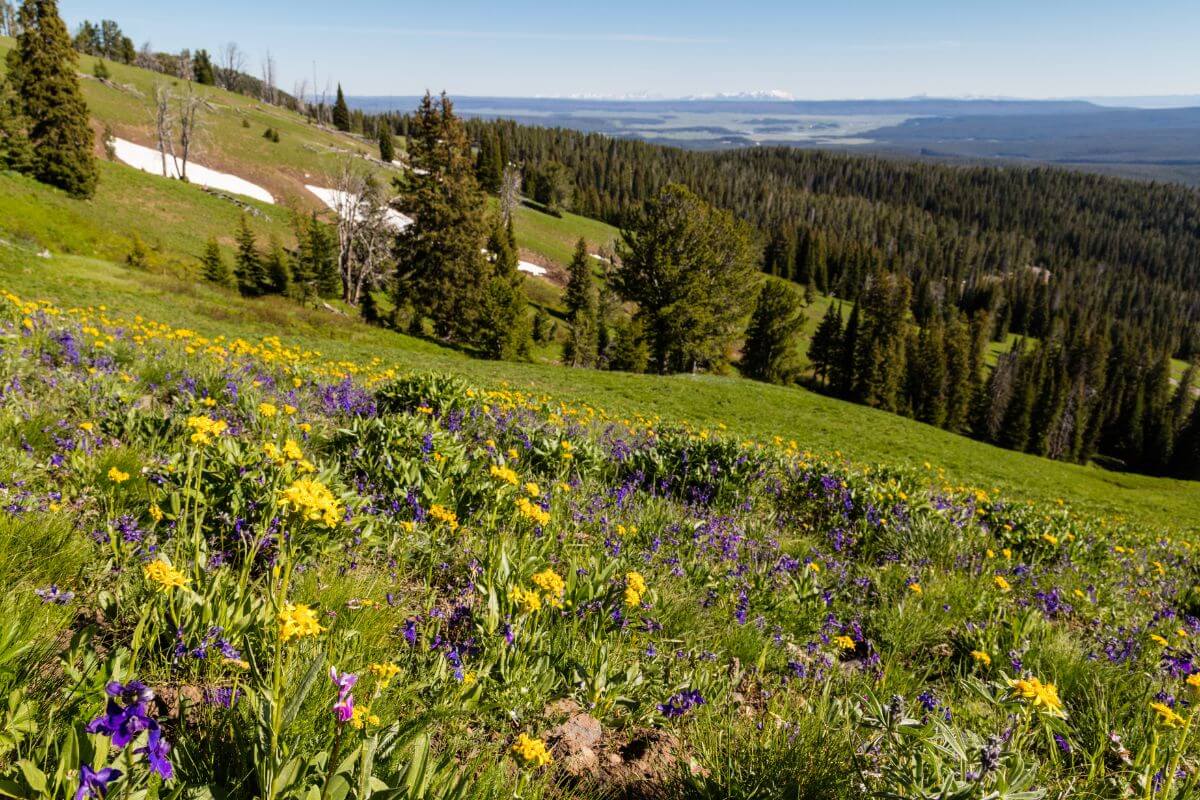 Wildflowers and trees adorn a hillside in Montana