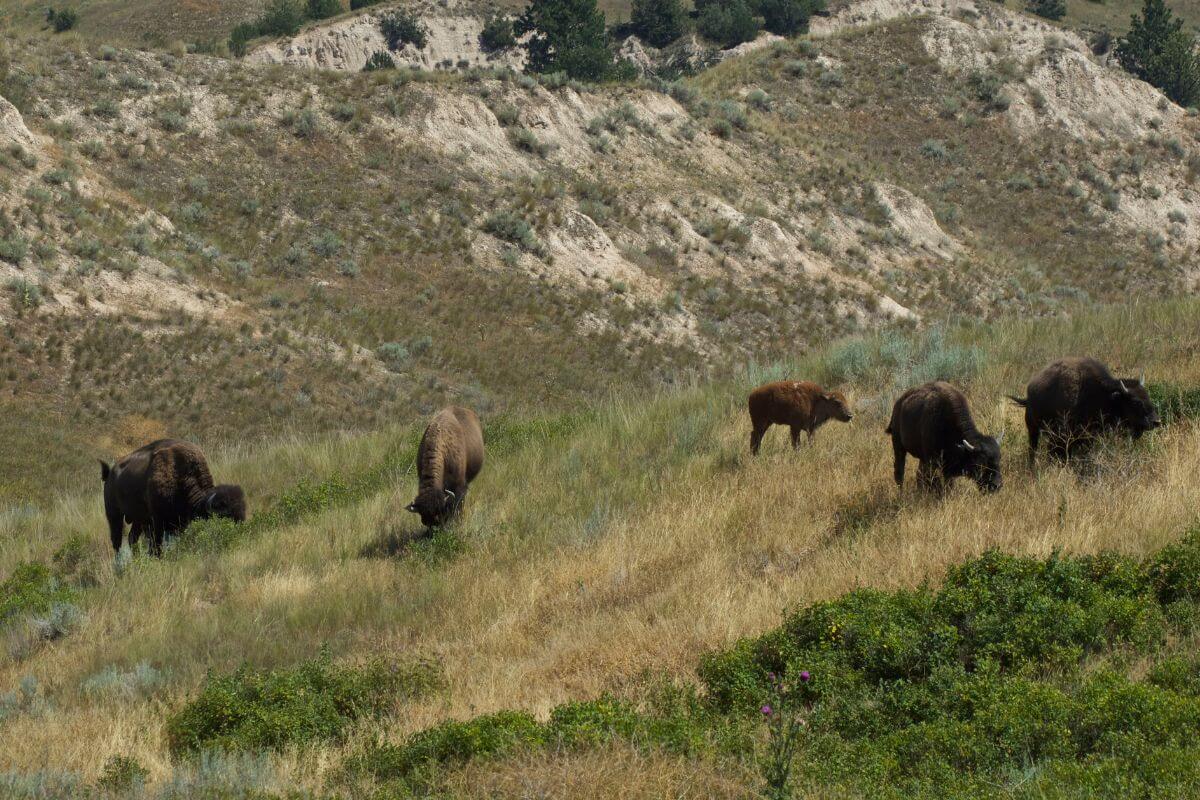 American buffalo seen grazing in Montana's grasslands.