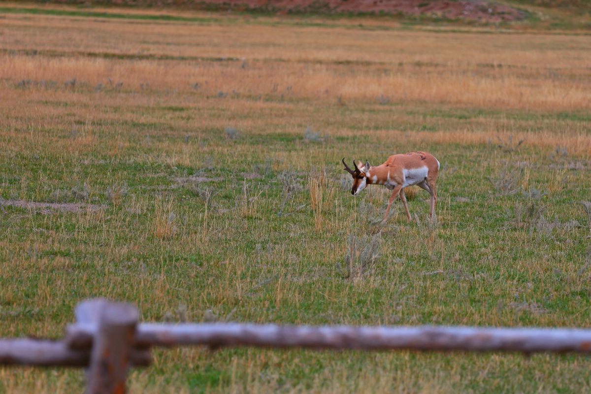 A lone antelope strolls through a grassy field outside a wooden fence in Montana