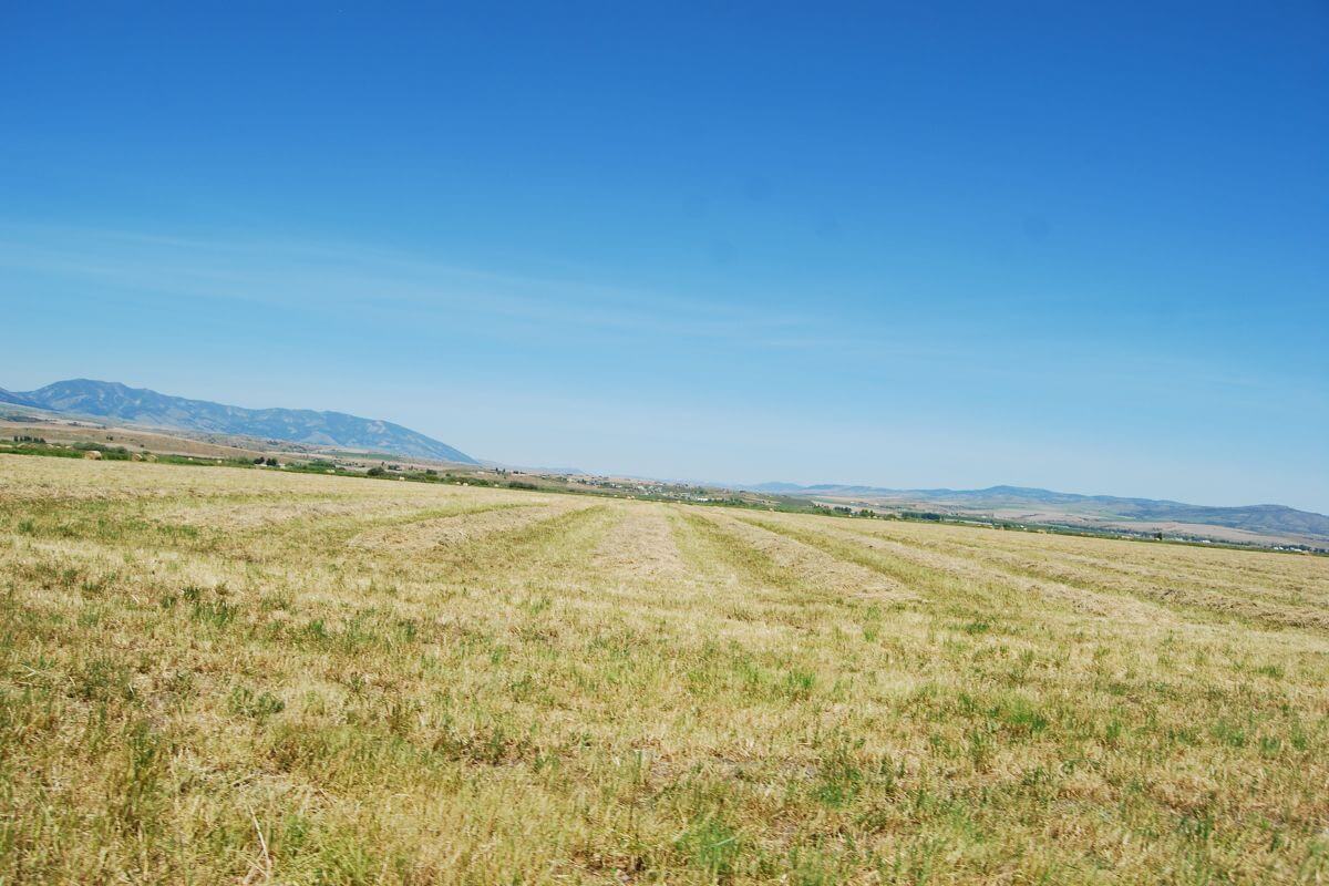 A field with grass and mountains in Montana