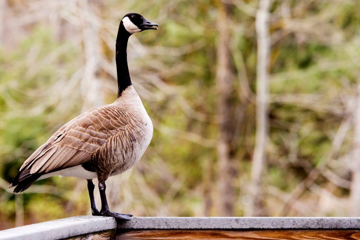A Canada Goose stands poised on a metal railing in a Montana residence.