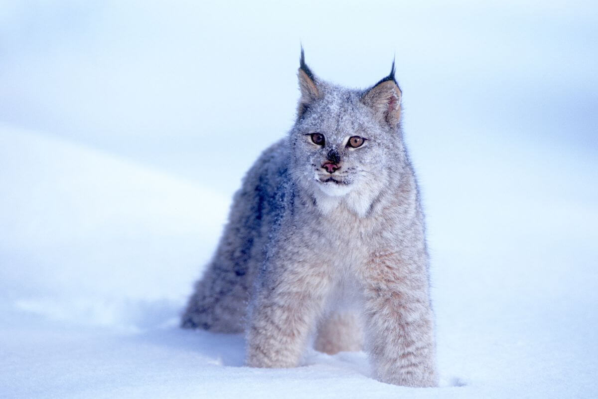 A Canada lynx, a threatened species in Montana, stands in a snowy landscape.