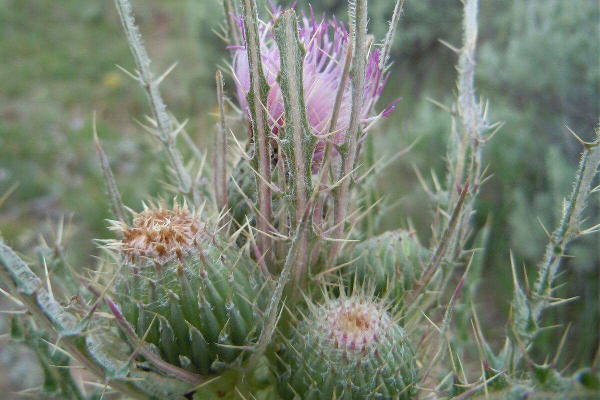A close-up of a Montana thistle plant.