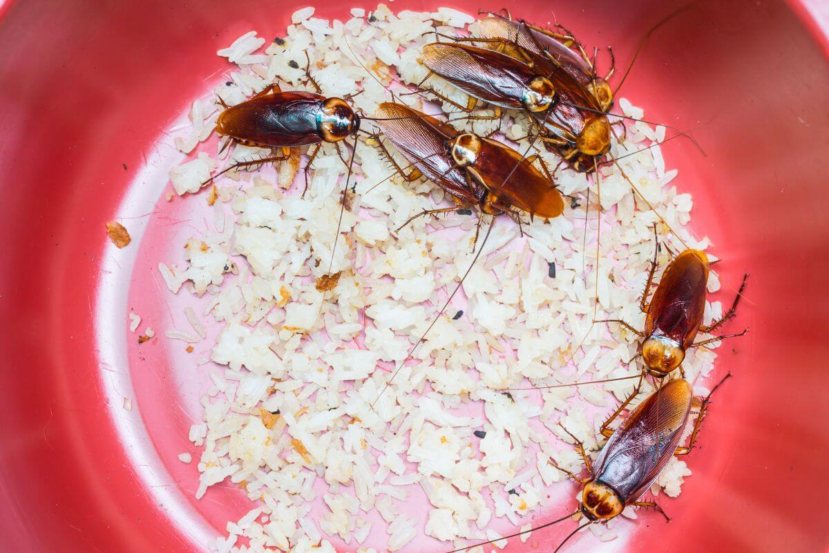 Cockroaches in a bowl
