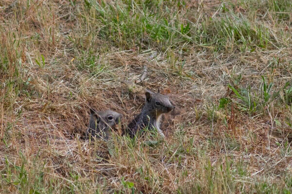 Two small Montana ground squirrels peeking out of a burrow in a grassy meadow.