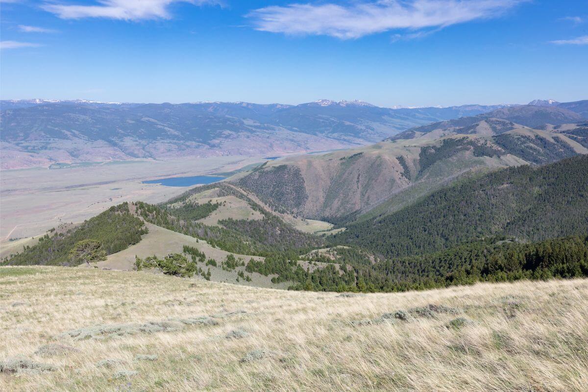 A view of Custer Gallatin National Forest from the top of a hill