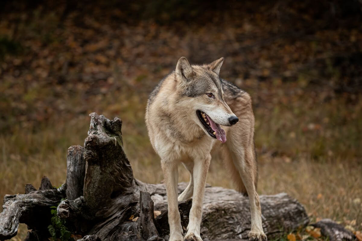 An alpha gray wolf stands on top of a dead tree in a display of dominance