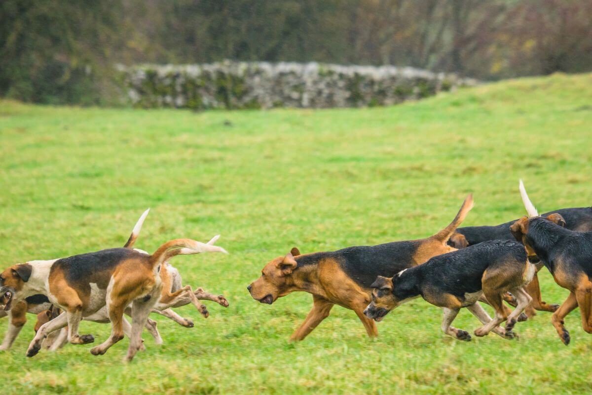 A pack of hounds runs across a grassy field in pursuit of potential bear prey.