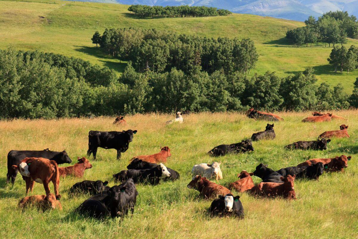 Cows Resting on Grassland in Montana