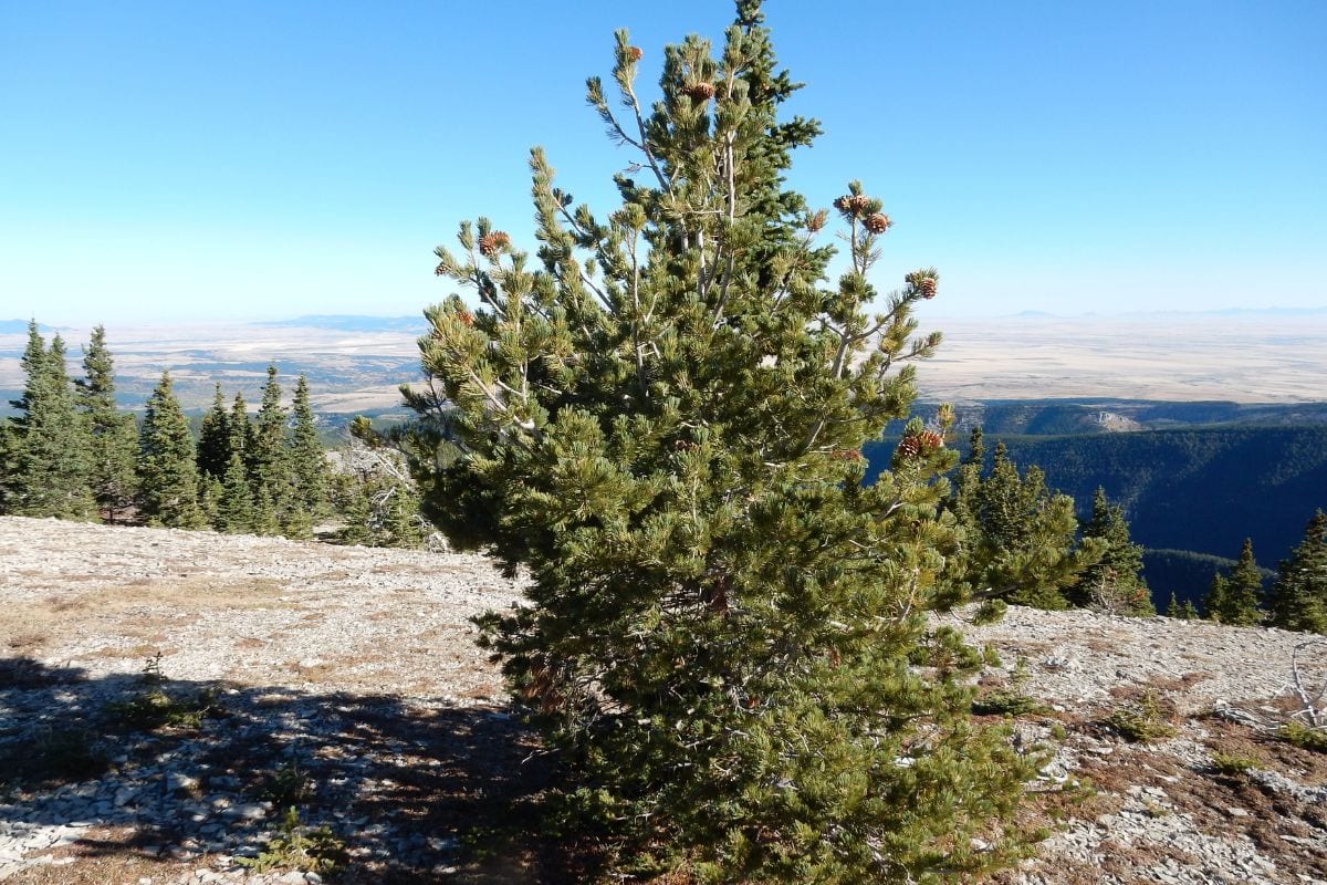 A small Limber pine tree on top of a mountain in Montana amid various types of trees.