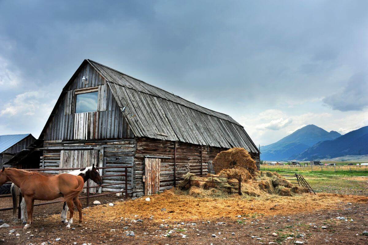 Two horses standing in front of a barn in Montana