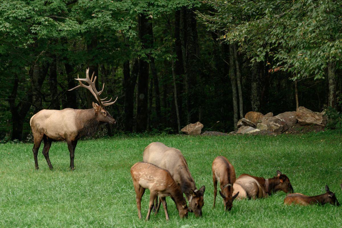 A group of Montana elk, including one large male with impressive antlers and several females, in a lush green forest clearing.