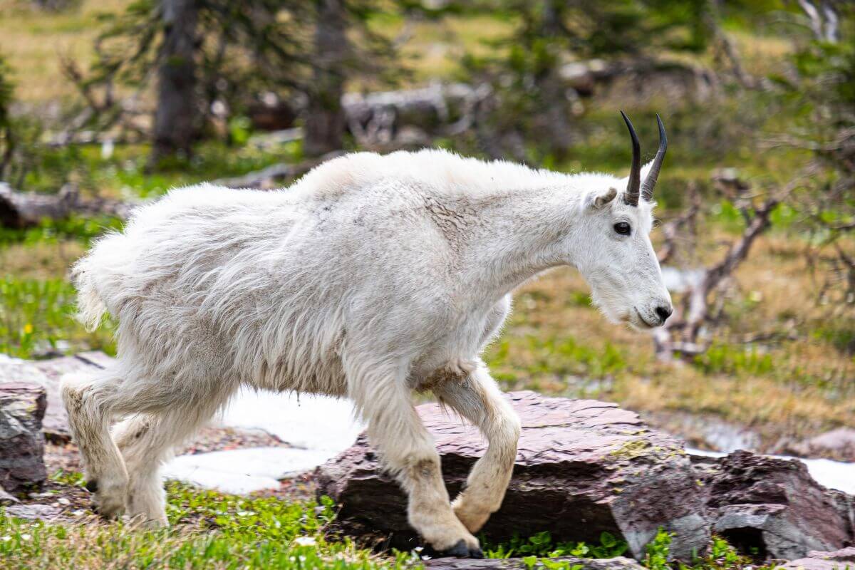 A mountain goat in the Montana mountains is observed walking assertively towards a perceived threat in an attempt to deter it.