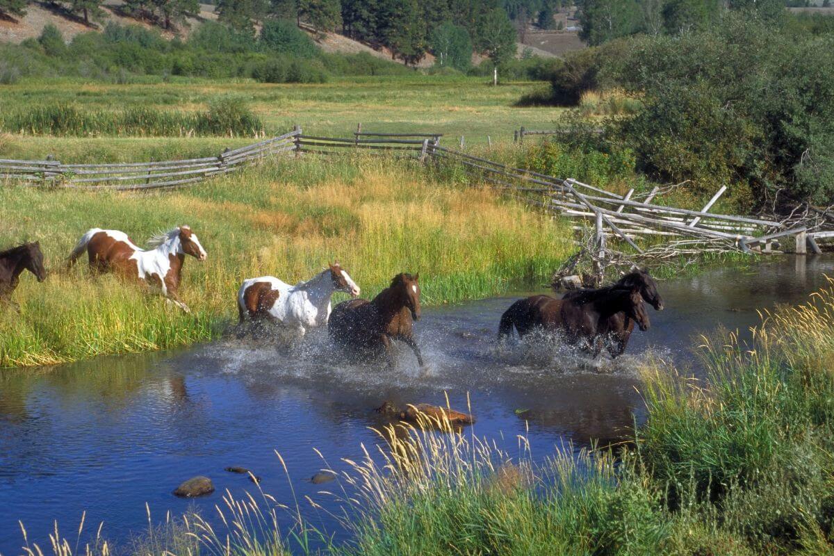A group of Montana mountain horses galloping through a shallow river with a backdrop of green grassy fields and split-rail fencing.