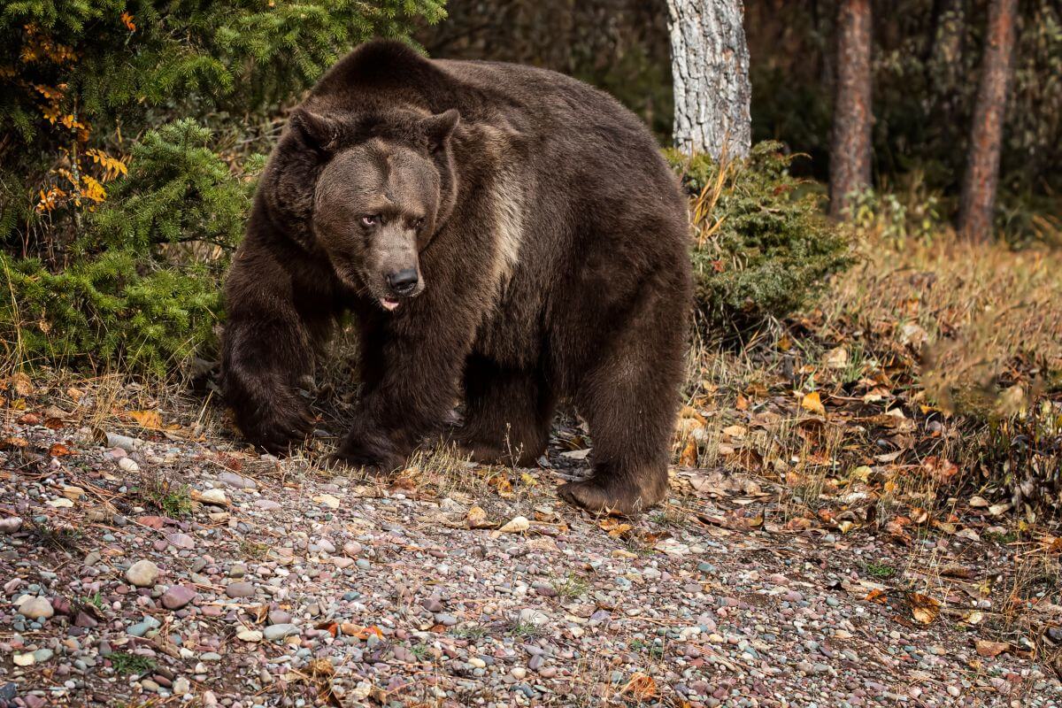 Montana State Animal Grizzly Bear