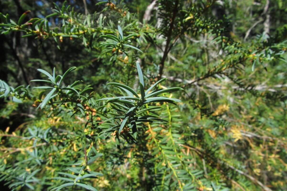 A close-up of pine tree needles.