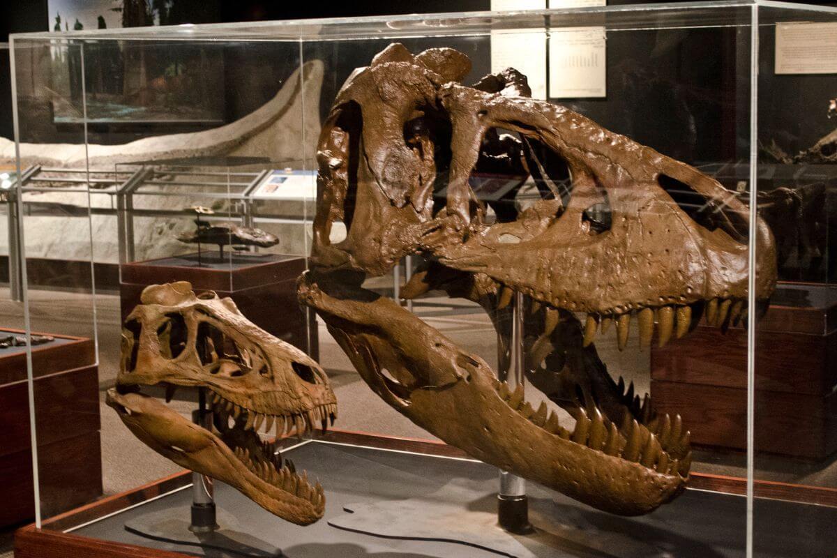 Two t-rex skeletons on display in Bozeman's museum.