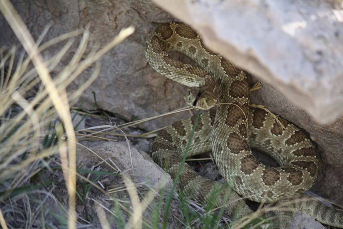 A camouflaged Montana rattlesnake coiled among rocks and grass.