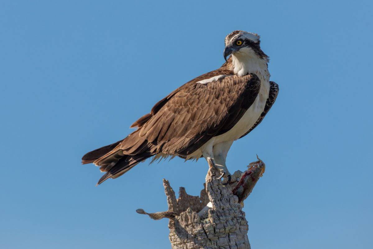An osprey sits on a dead tree stump in a Montana forest near Morning Eagle Falls