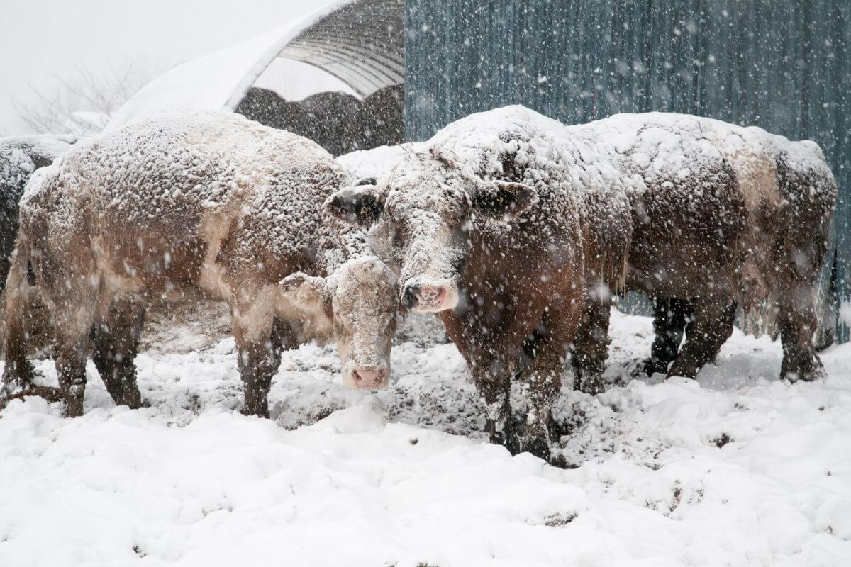 Cattle covered in snow in Montana