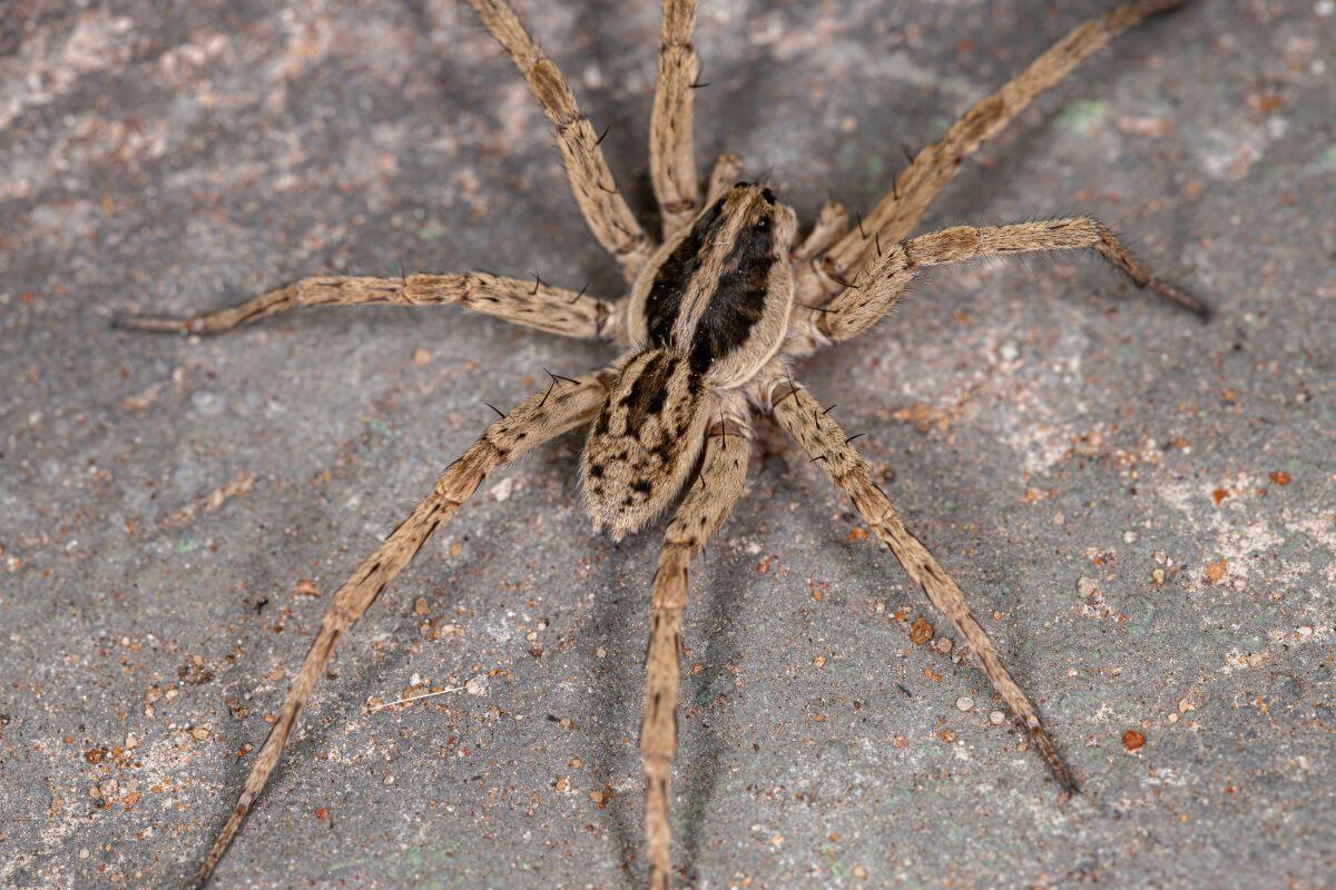 A brown Montana wolf spider on a textured gray surface, showcasing its detailed markings and long, slender legs.