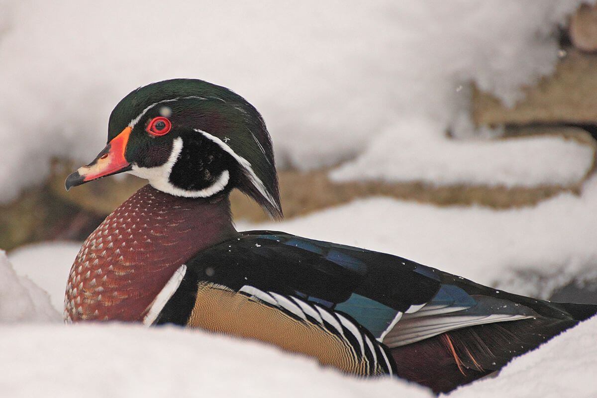 A vibrant wood duck with iridescent green and purple head and striking red eyes rests on a snowy surface in Montana.