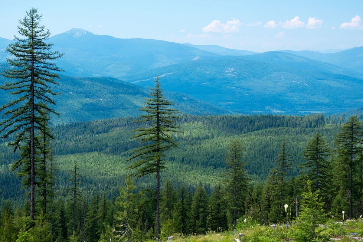 A mountain range with pine trees in the foreground in Montana.