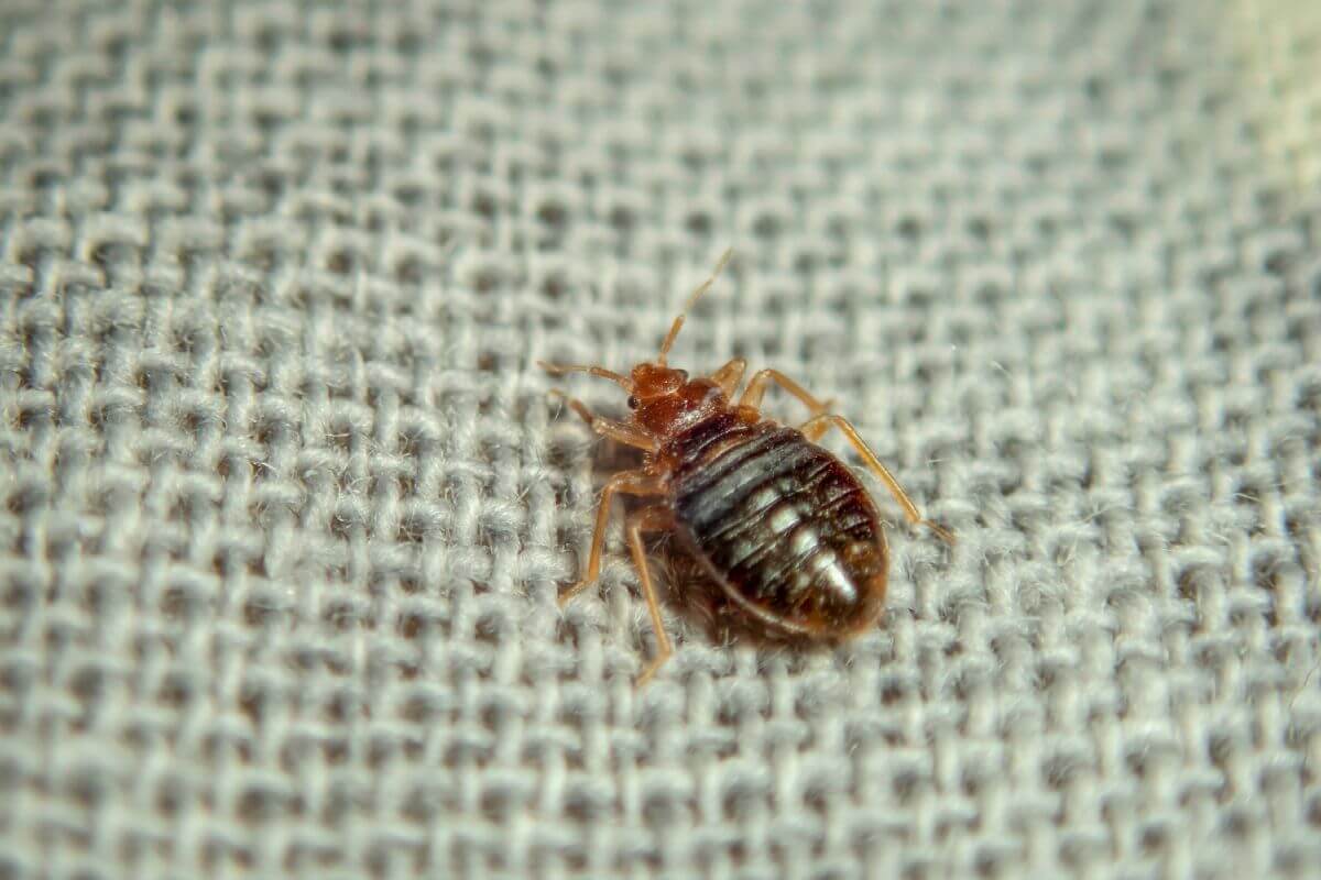 A bed bug sitting on a piece of fabric.