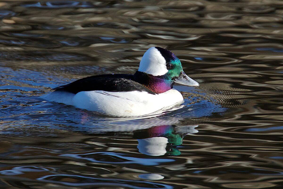A bufflehead duck with iridescent head colors floating on rippling waters.