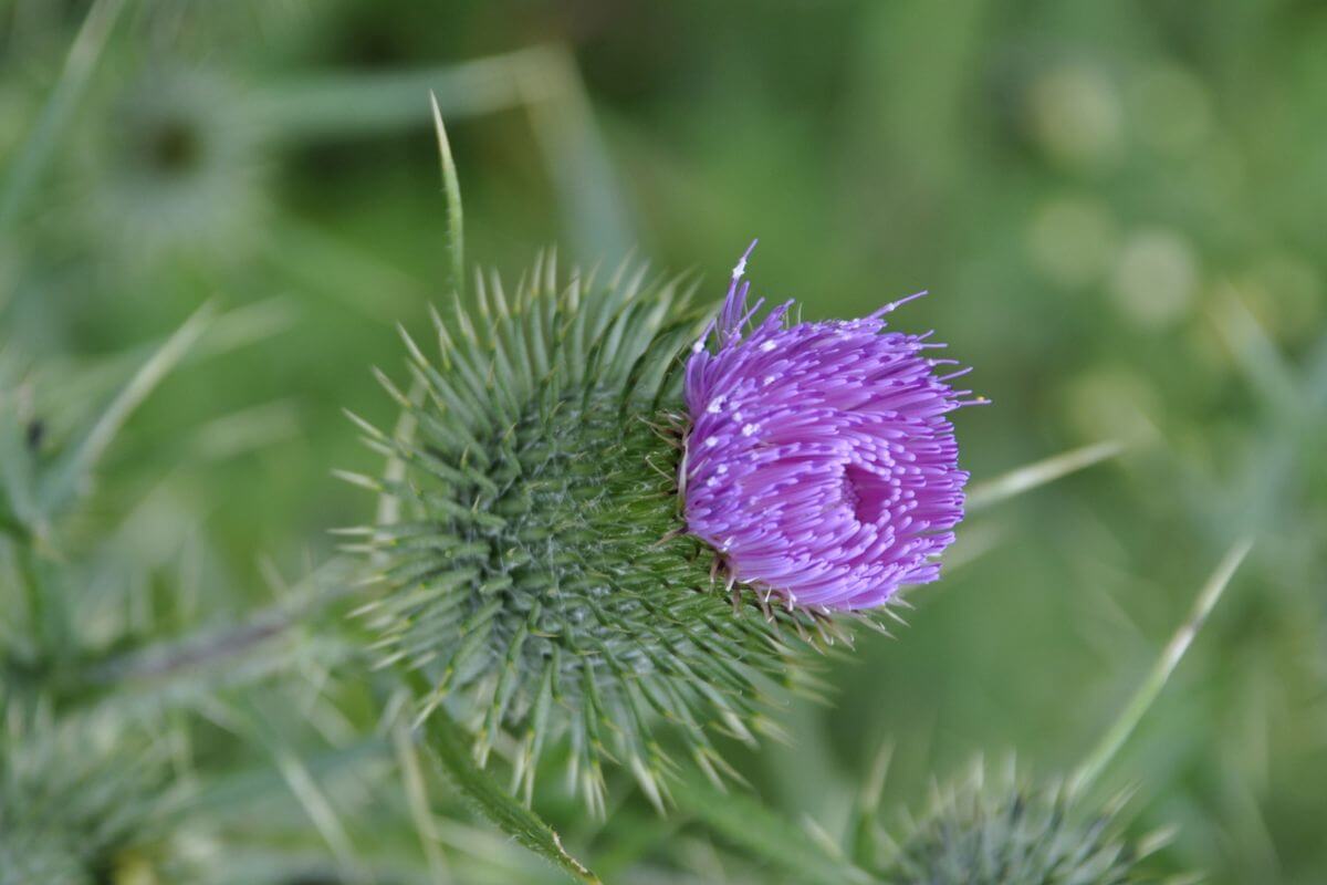 A close-up shot of a Bull Thistle, featuring a purple flower head and spiky bracts