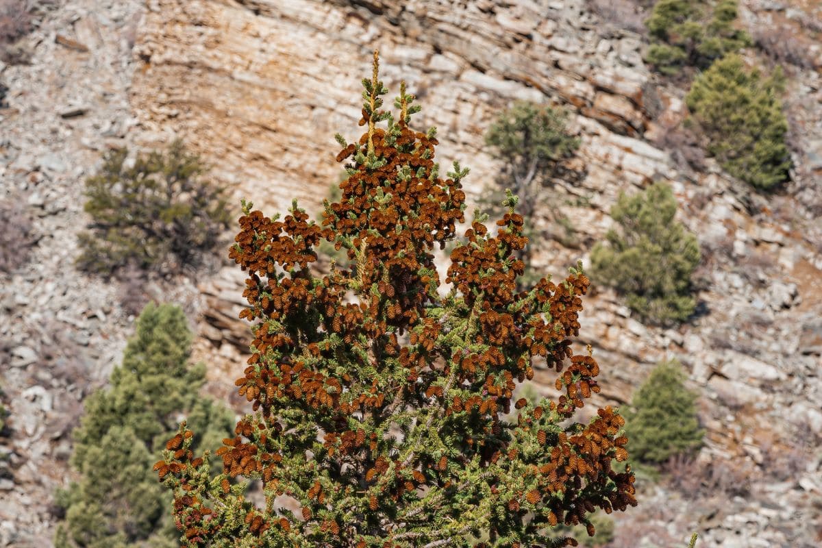 An Engelmann Spruce tree with flowers in a mountainside in Montana.