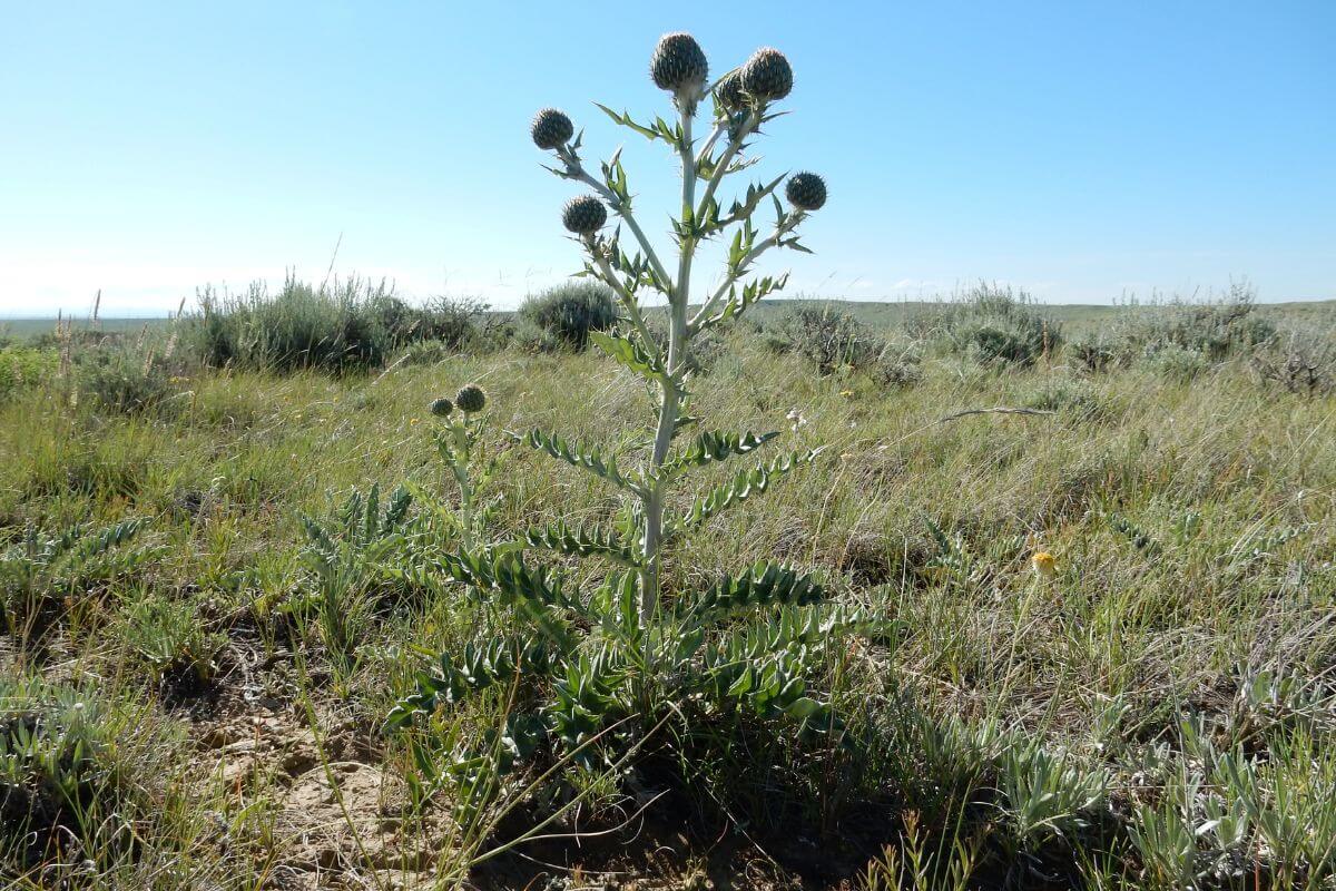 A thistle plant in a grassy field in Montana.