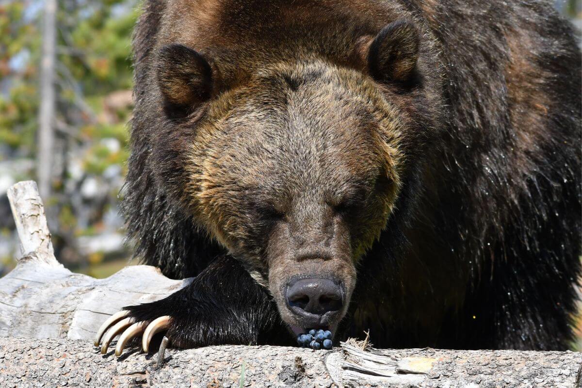 A grizzly bear enjoying a berry snack in the wilderness during Montana bears tour at Grizzly & Wolf Discovery Center.